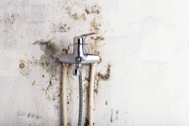 Mold Removal Process in Chesnut Hill, PA