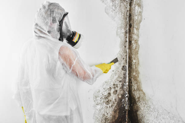 Best Local Mold Removal Service  in Chesnut Hill, PA