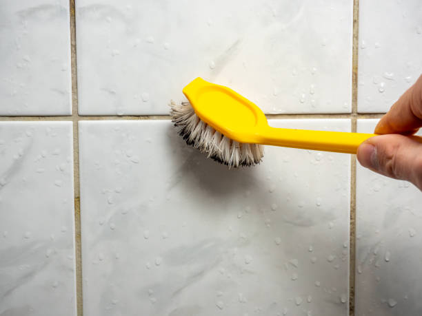 Best Professional Mold Removal  in Chesnut Hill, PA