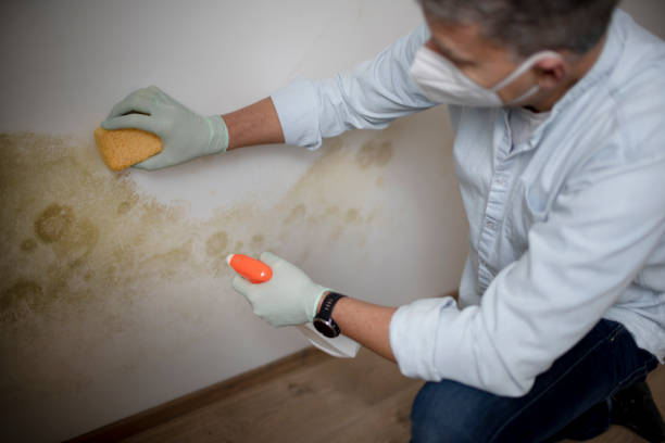 Best Residential Mold Removal  in Chesnut Hill, PA