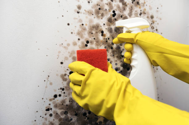 Best Commercial Mold Removal  in Chesnut Hill, PA