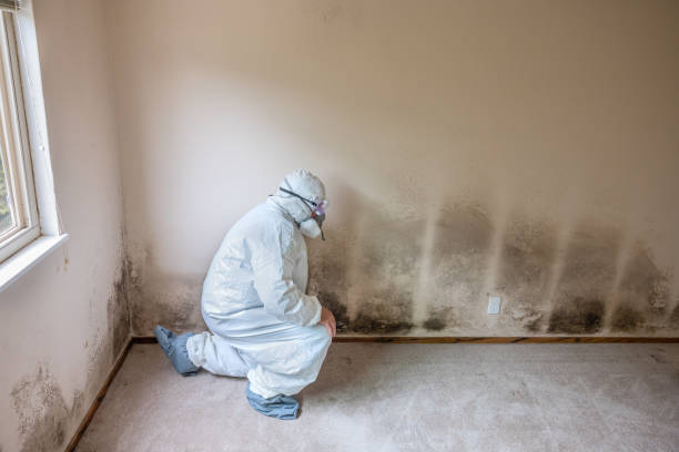 Best Toxic Mold Removal  in Chesnut Hill, PA