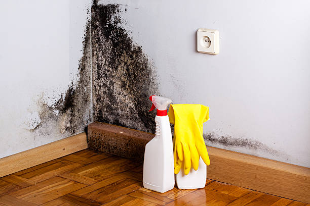 Certified Mold Removal in Chesnut Hill, PA