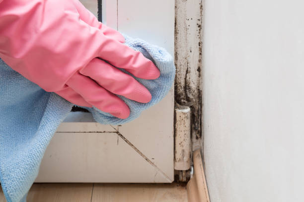 Best Residential Mold Removal  in Chesnut Hill, PA